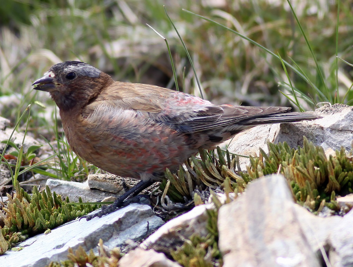 grånakkefjellfink - ML275477571