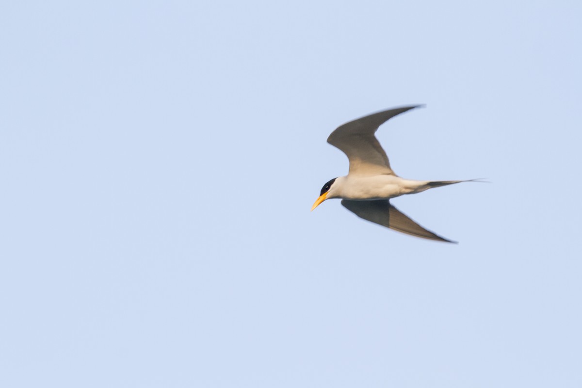 River Tern - ML275477701