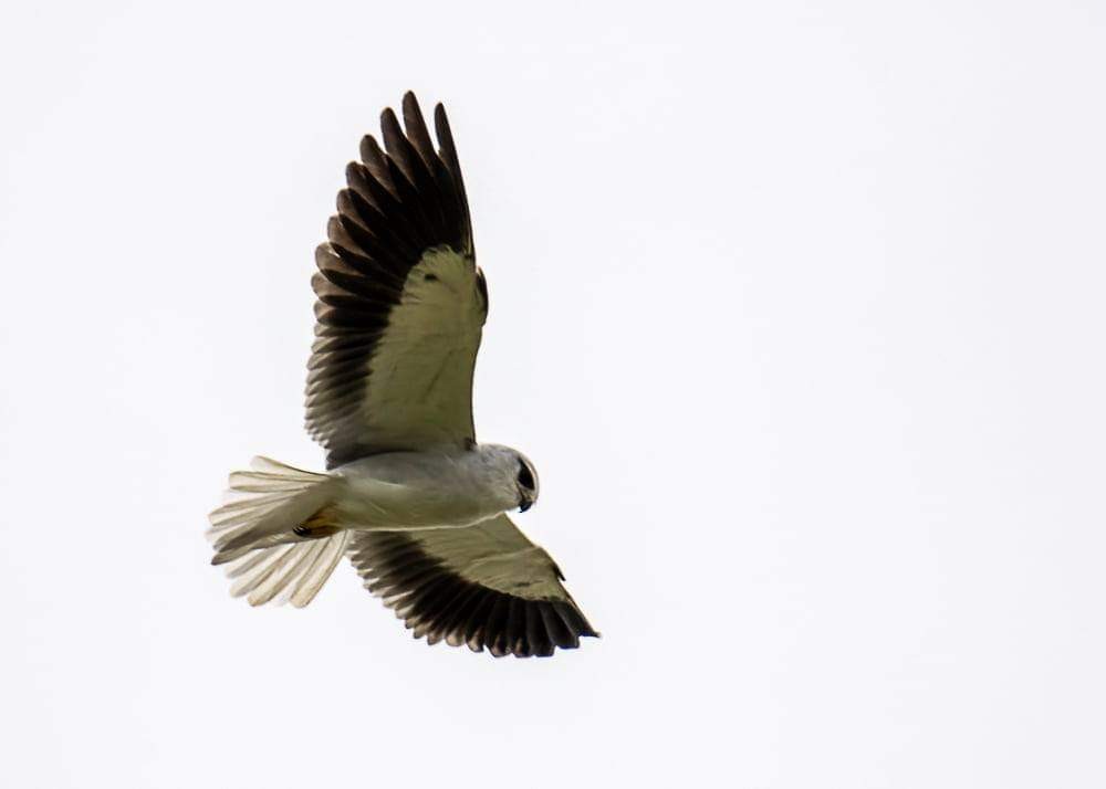 Black-winged Kite - Joo Aun Hneah