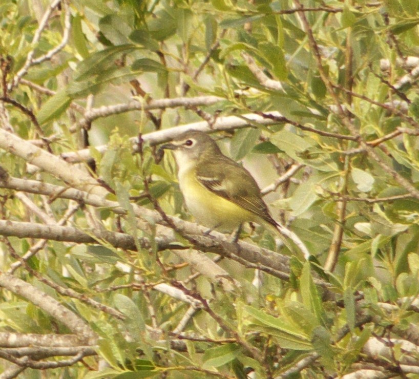 Cassin's Vireo - ML27547981