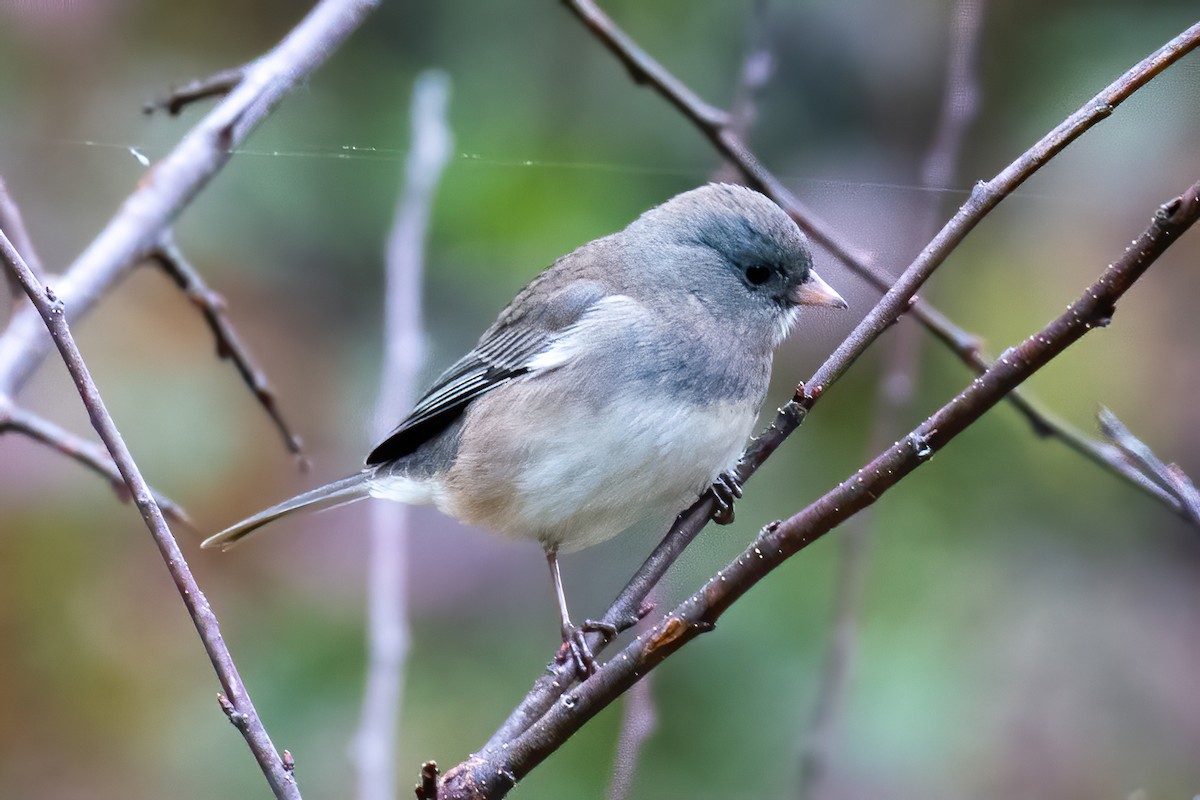 יונקו כהה-עין - ML275479921