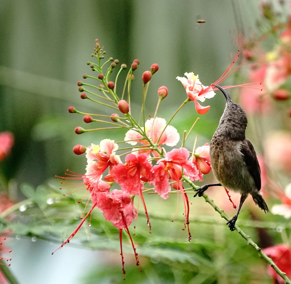 Seychelles Sunbird - ML275481211