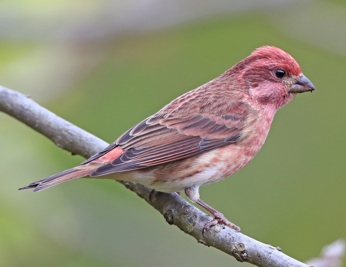 Purple Finch - ML275481441
