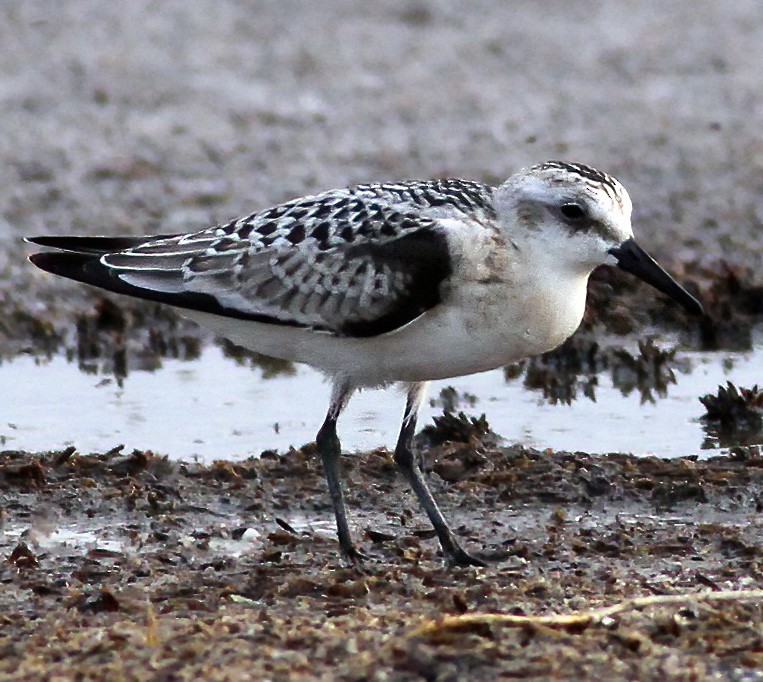 Sanderling - Brad Singer