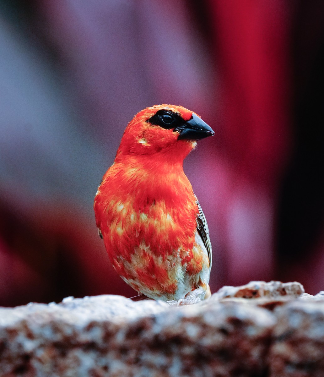 Red Fody - ML275482241