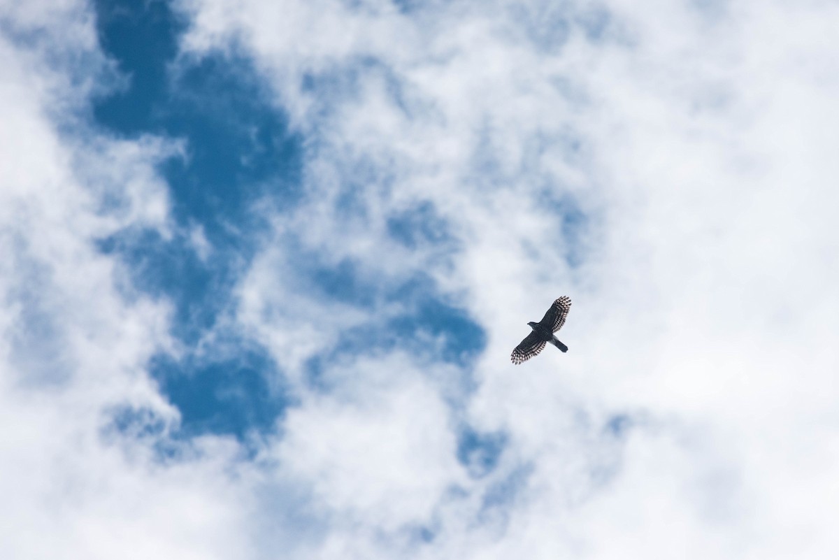 Crested Goshawk - ML275482261