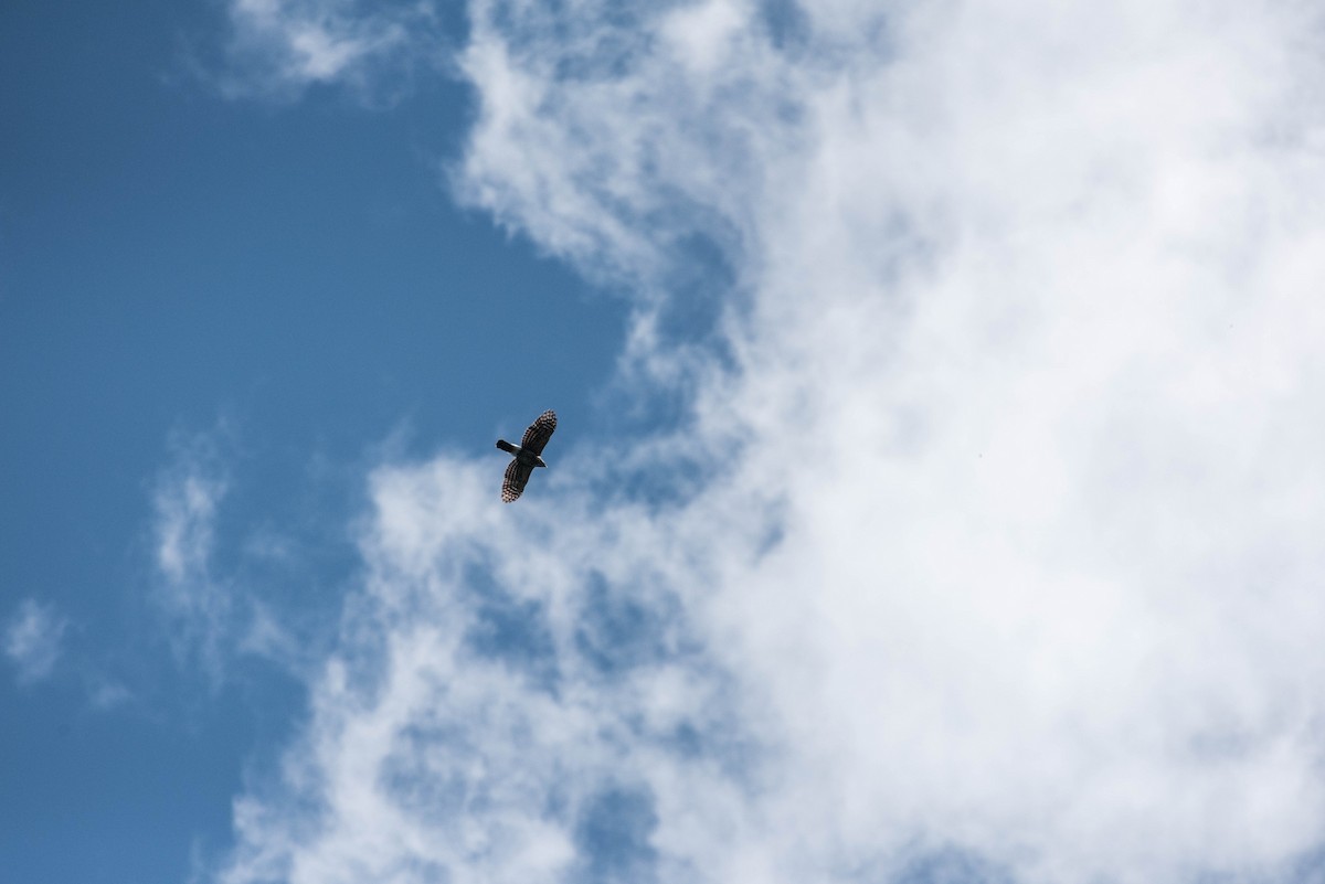 Crested Goshawk - ML275482361