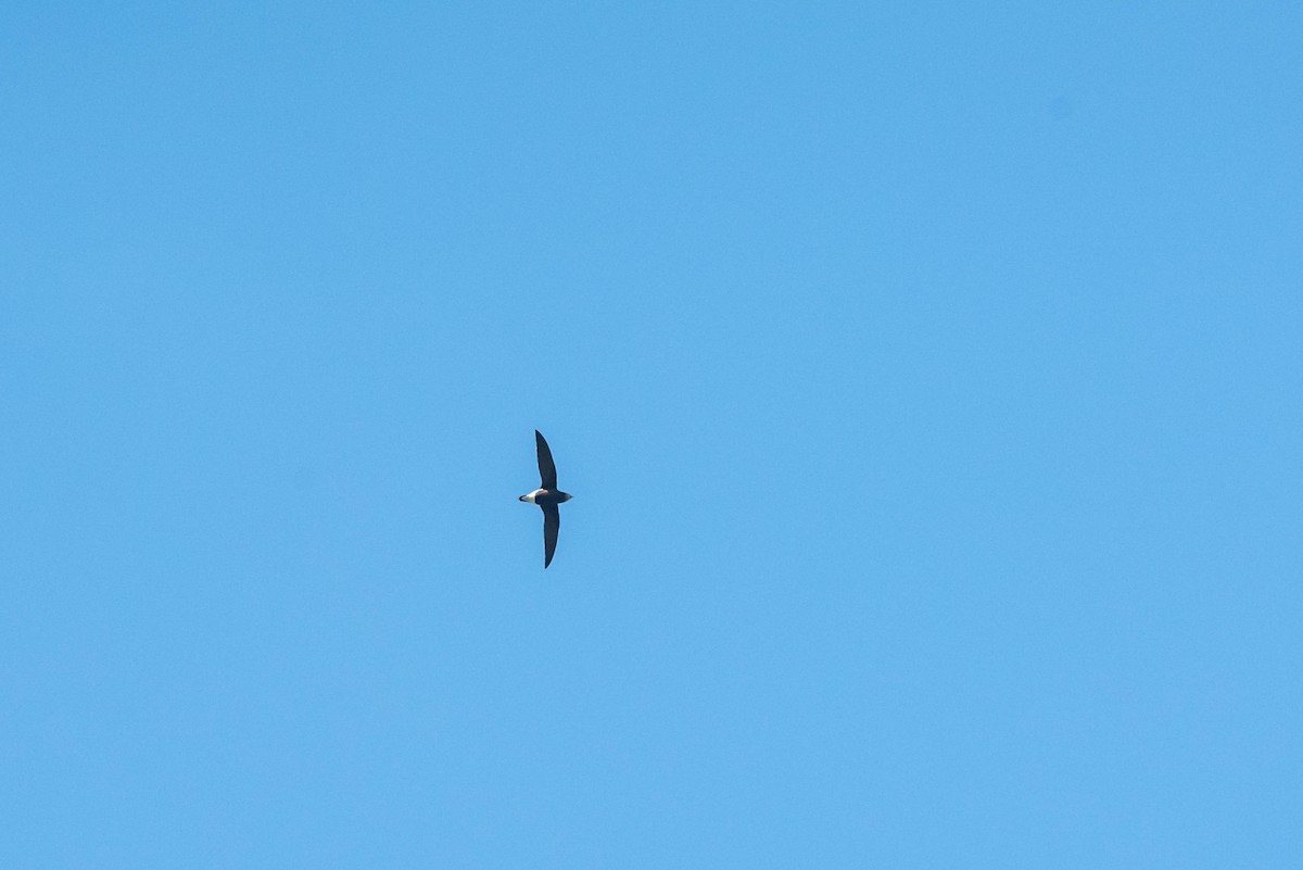 Silver-backed Needletail - ML275482381