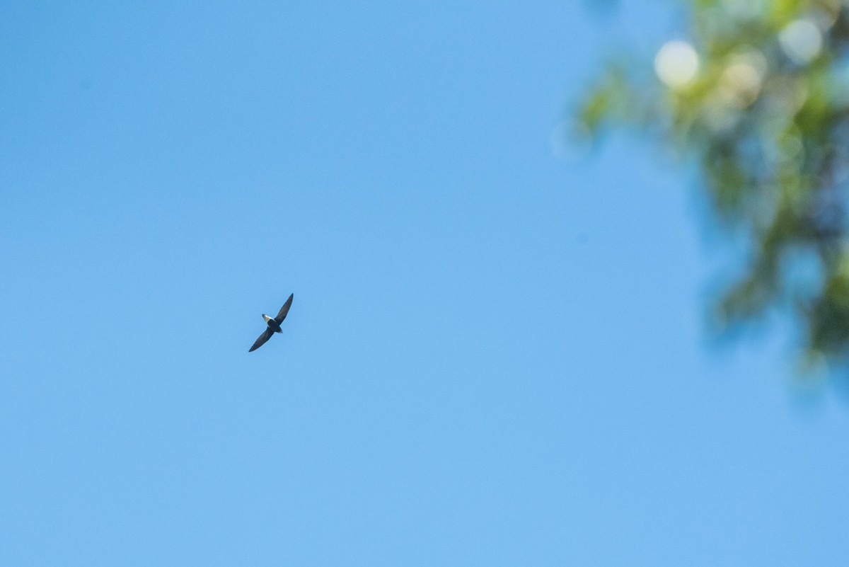 Silver-backed Needletail - ML275482411