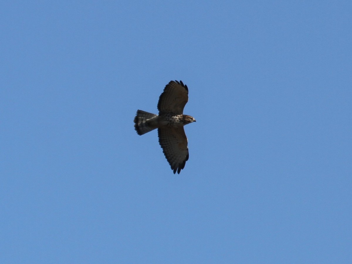 Broad-winged Hawk - ML275482501