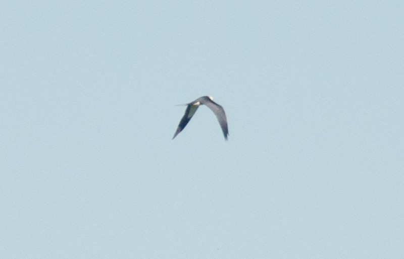 Swallow-tailed Kite - ML27548491