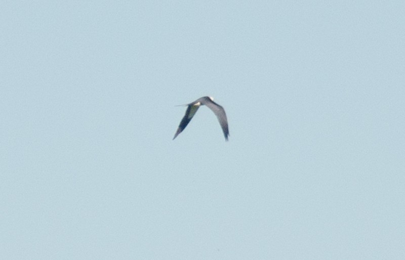 Swallow-tailed Kite - ML27548491