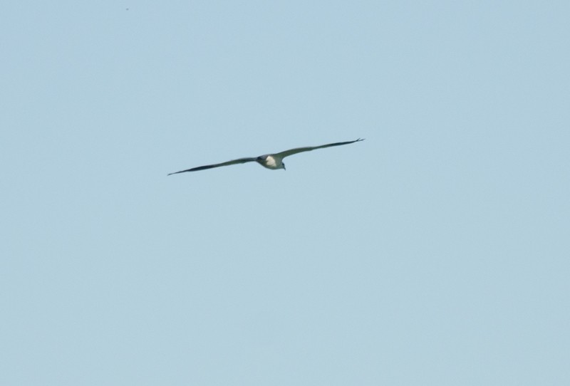 Swallow-tailed Kite - ML27548501