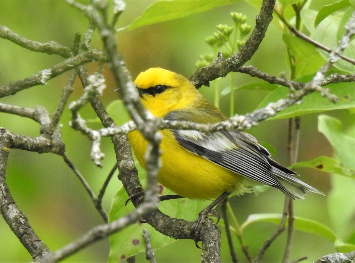 Blue-winged Warbler - ML275485141