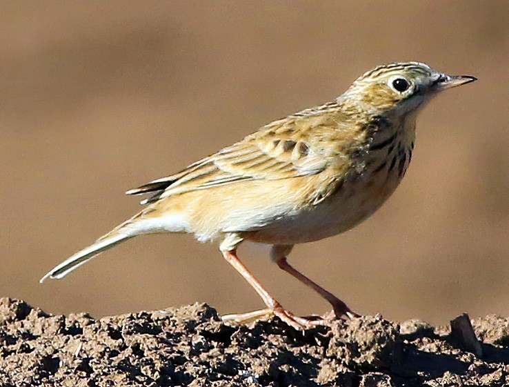 Sprague's Pipit - ML275486071