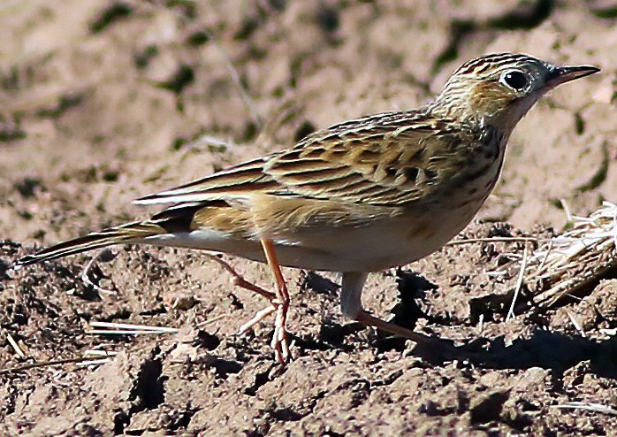 Sprague's Pipit - ML275486081