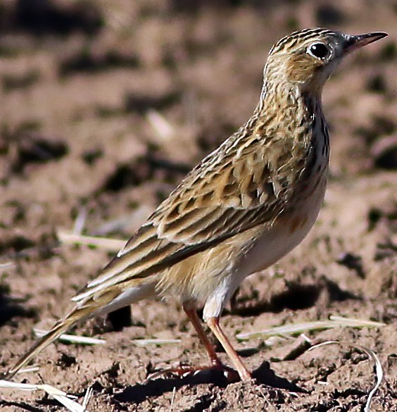 Sprague's Pipit - Brad Singer