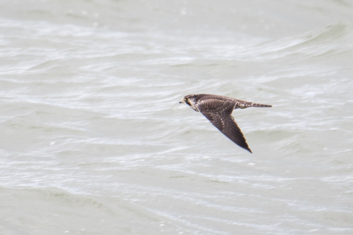 Halcón Peregrino - ML275486491