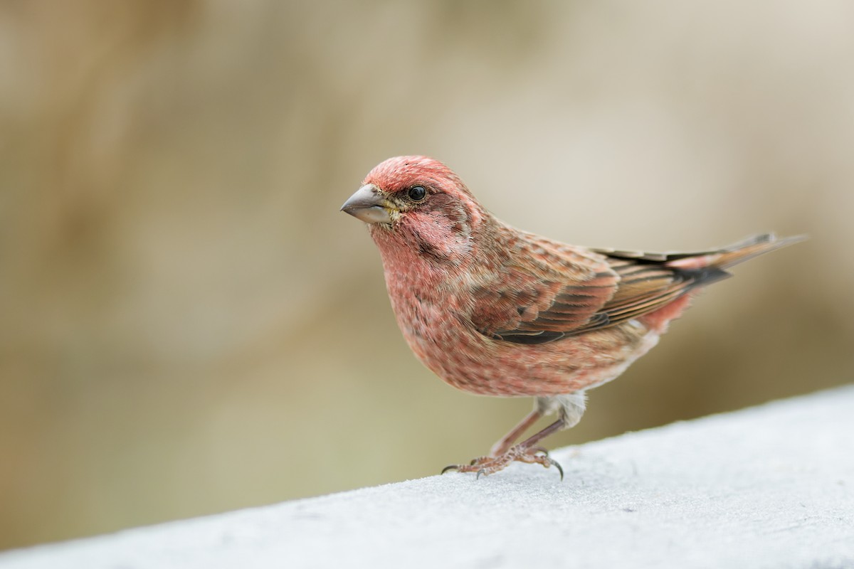 Purple Finch - ML275486721
