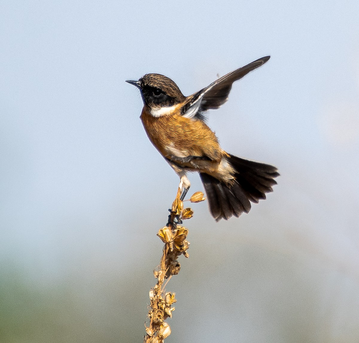 European Stonechat - ML275489271