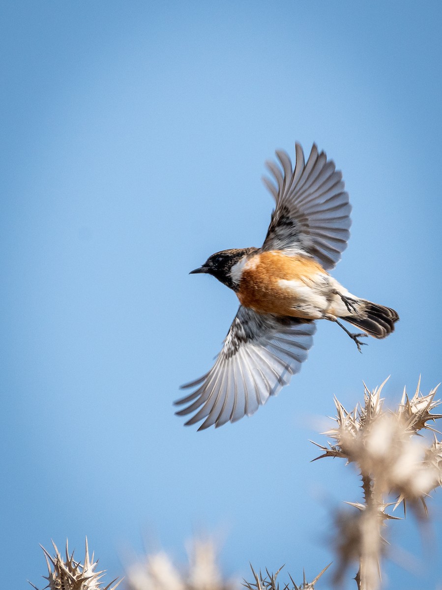 European Stonechat - ML275489611