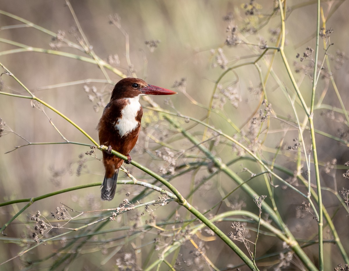 White-throated Kingfisher - ML275489871