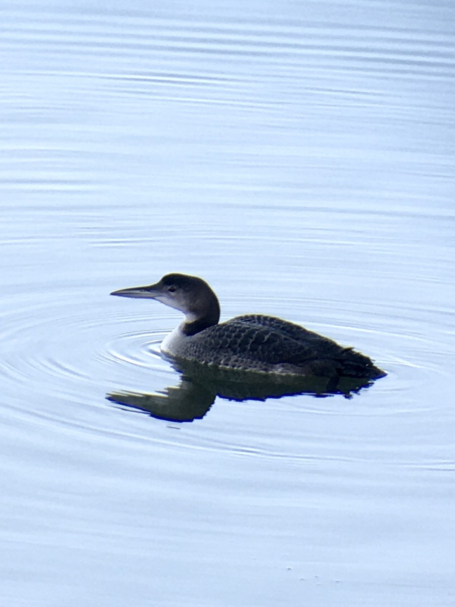 Common Loon - Ryan Votta