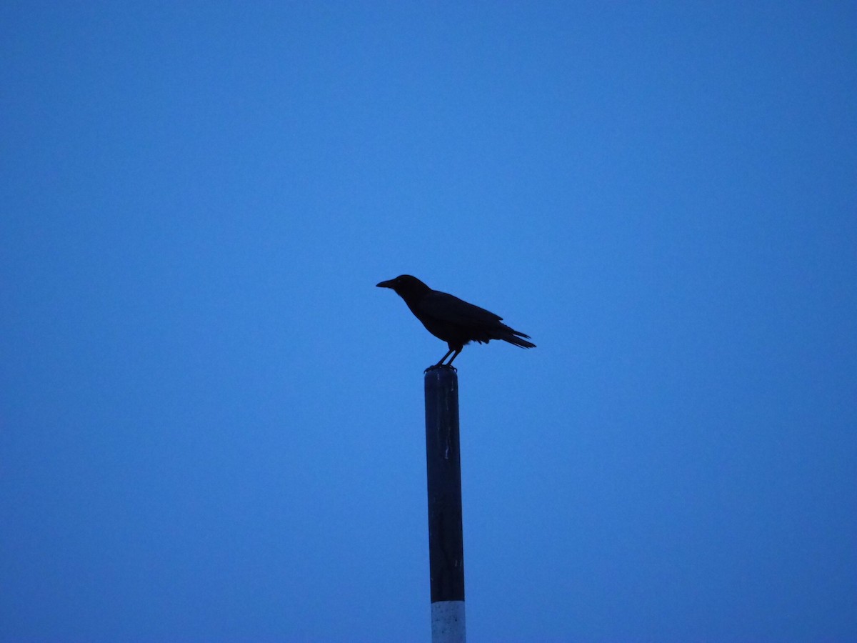 American Crow - ML275491371