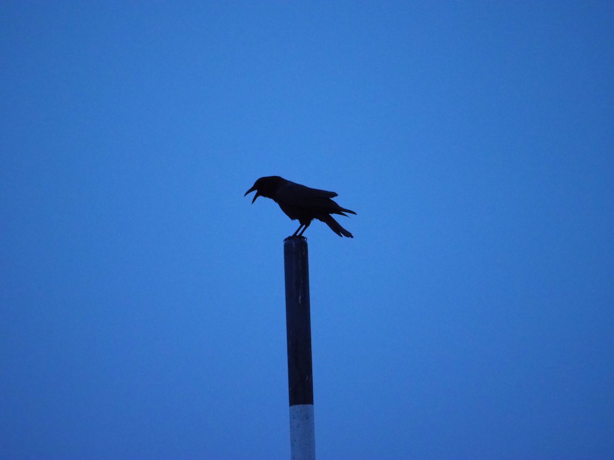 American Crow - ML275491381