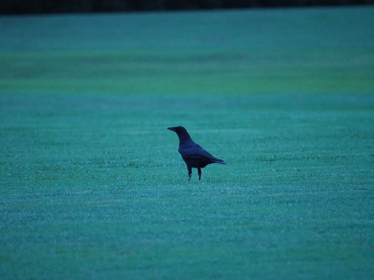 American Crow - ML275491391