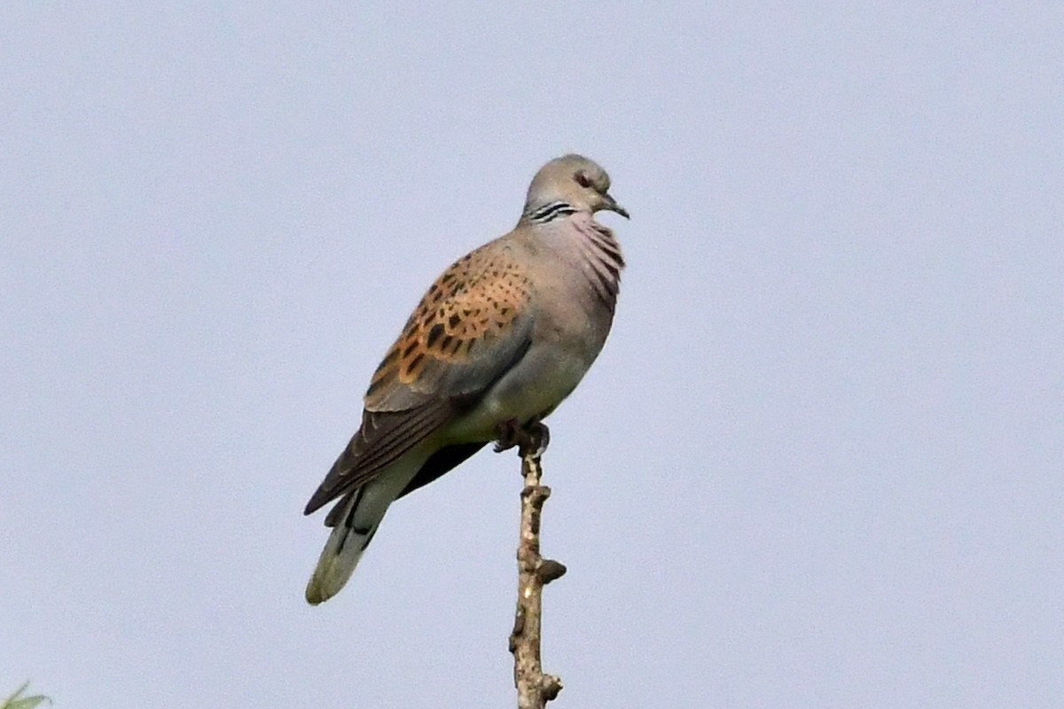 European Turtle-Dove - ML275491831