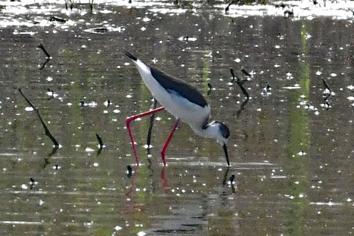 Black-winged Stilt - ML275491851