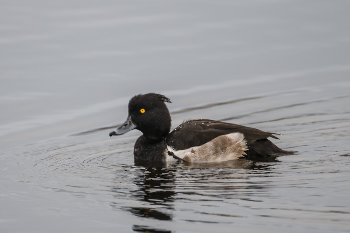 Tufted Duck - Frank King