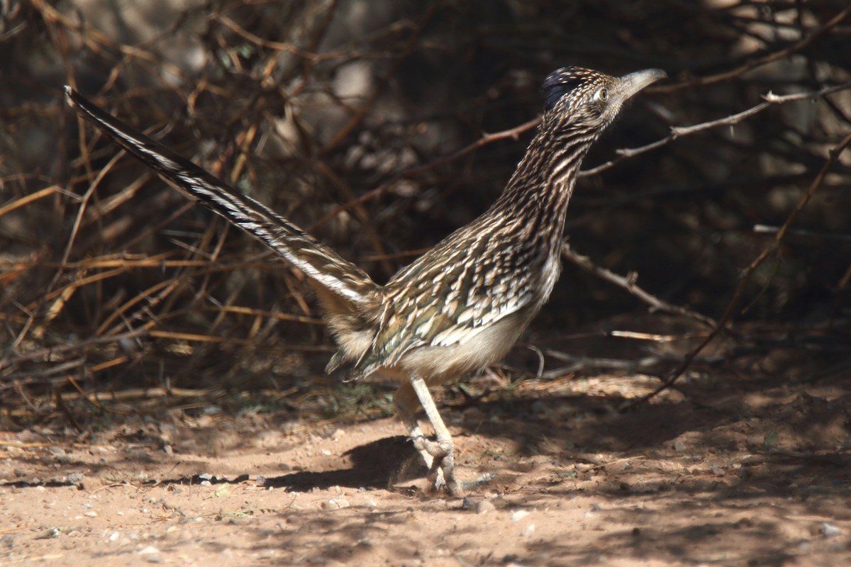 Greater Roadrunner - ML275492791