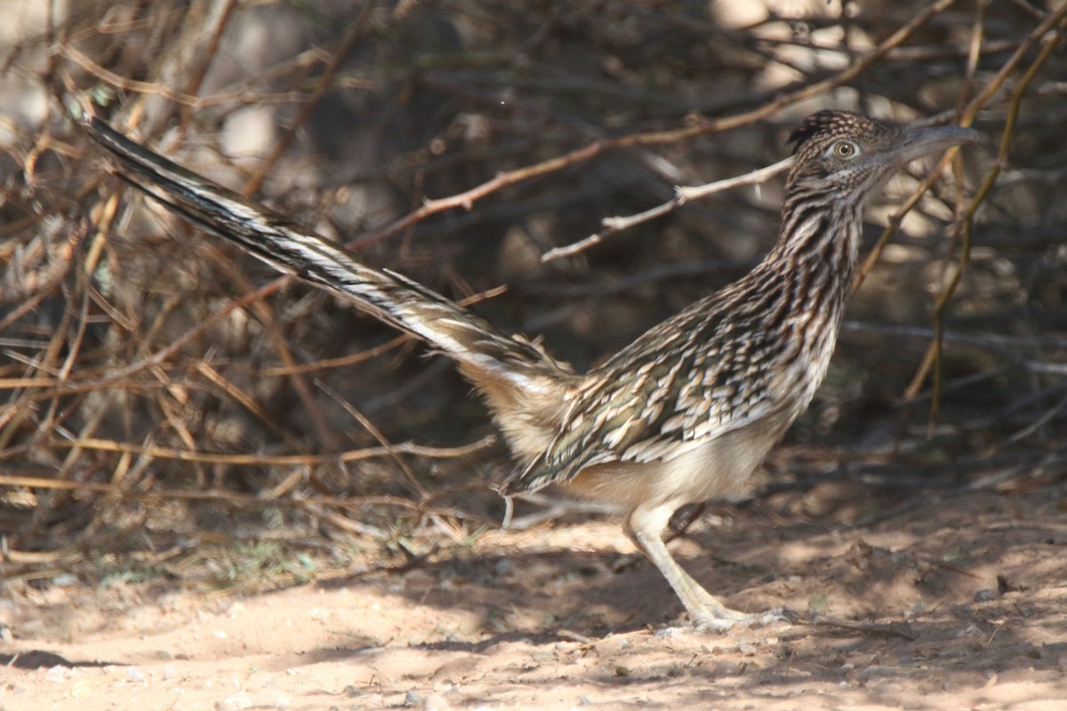 Greater Roadrunner - Butch Carter