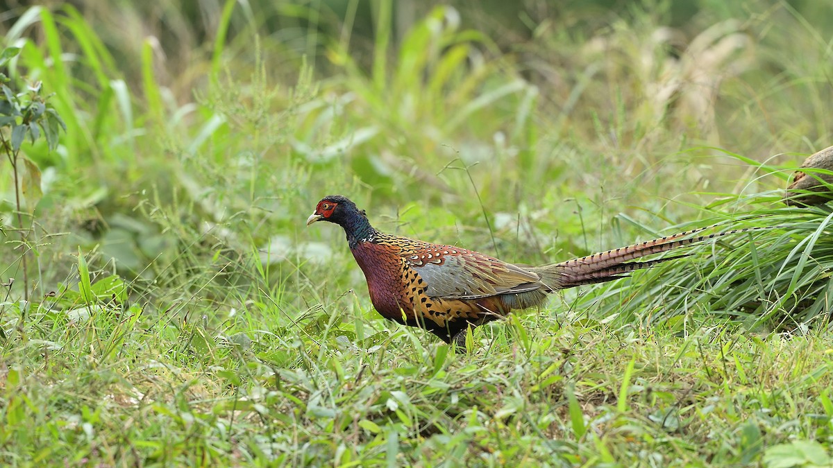 Ring-necked Pheasant - xiwen CHEN