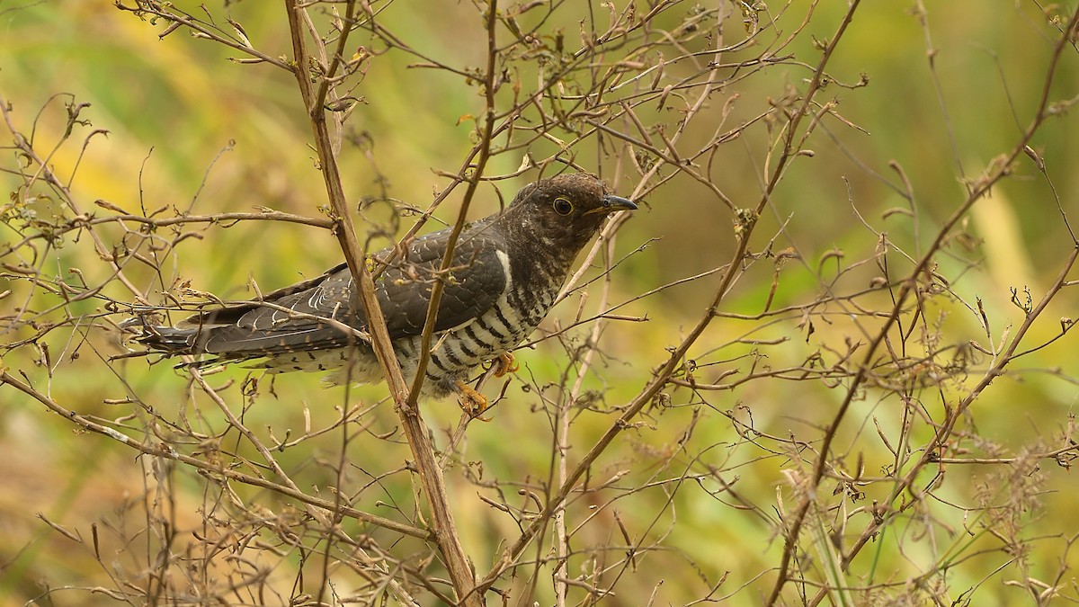 Oriental Cuckoo - ML275492901