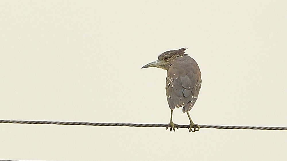 Black-crowned Night Heron - ML275493031