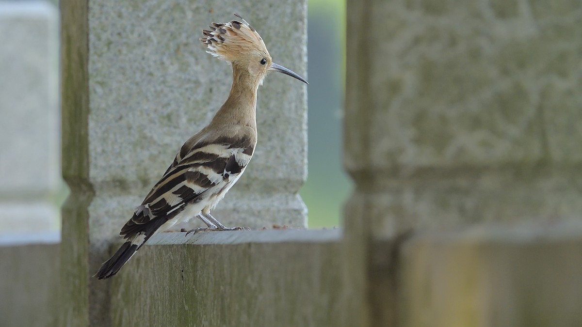 Eurasian Hoopoe - ML275493191