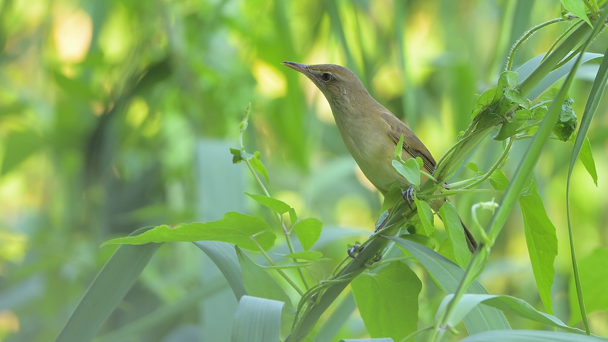 Oriental Reed Warbler - ML275493311