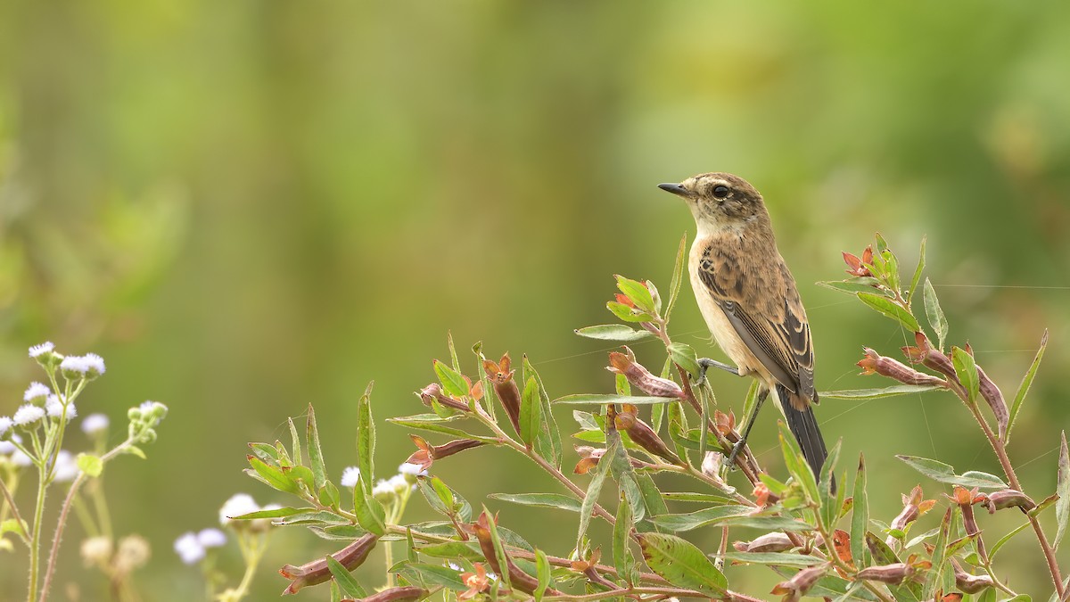 Amur Stonechat - ML275493491