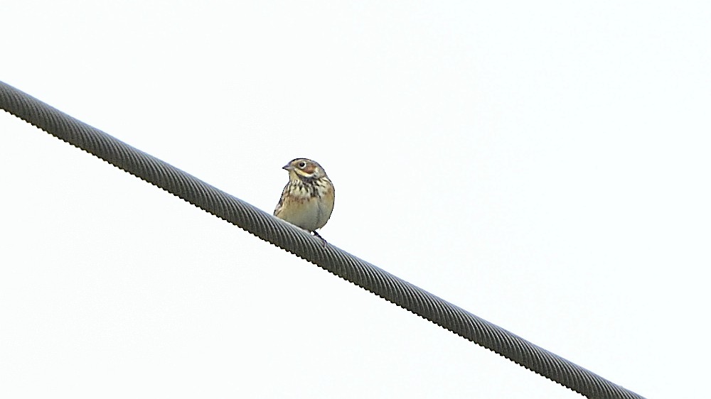 Chestnut-eared Bunting - ML275493621