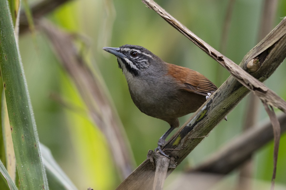 Whiskered Wren - Elías  Suárez