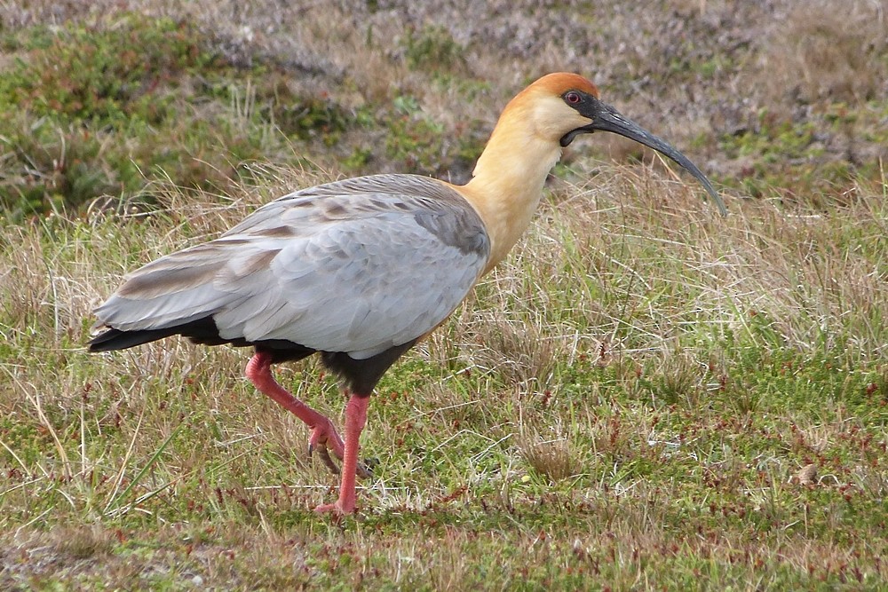 Black-faced Ibis - ML275495001