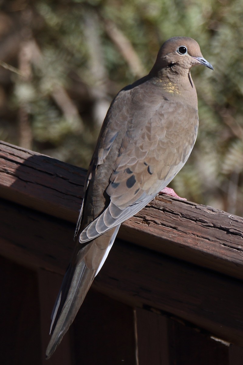 Mourning Dove - Butch Carter