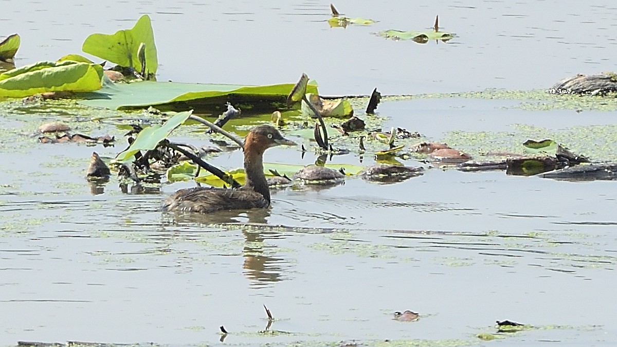 Little Grebe - ML275495311