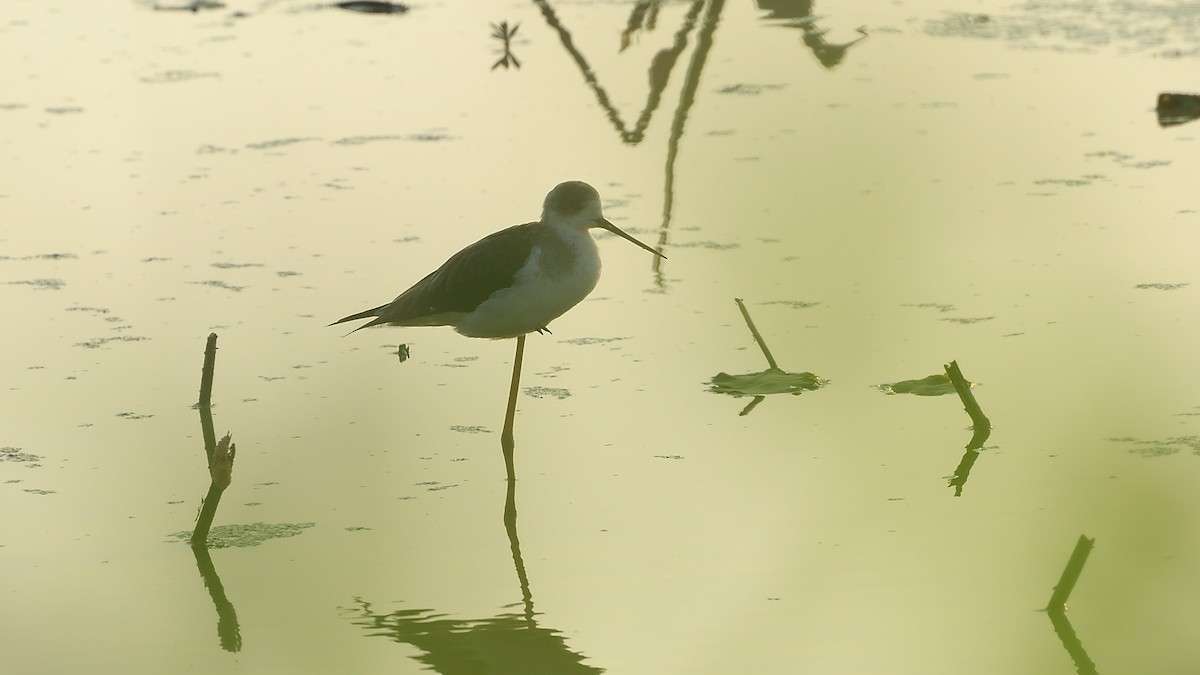 Black-winged Stilt - ML275495491