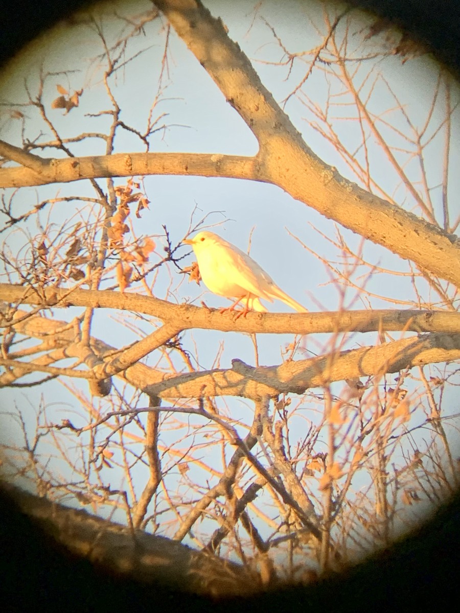 American Robin - ML275495521