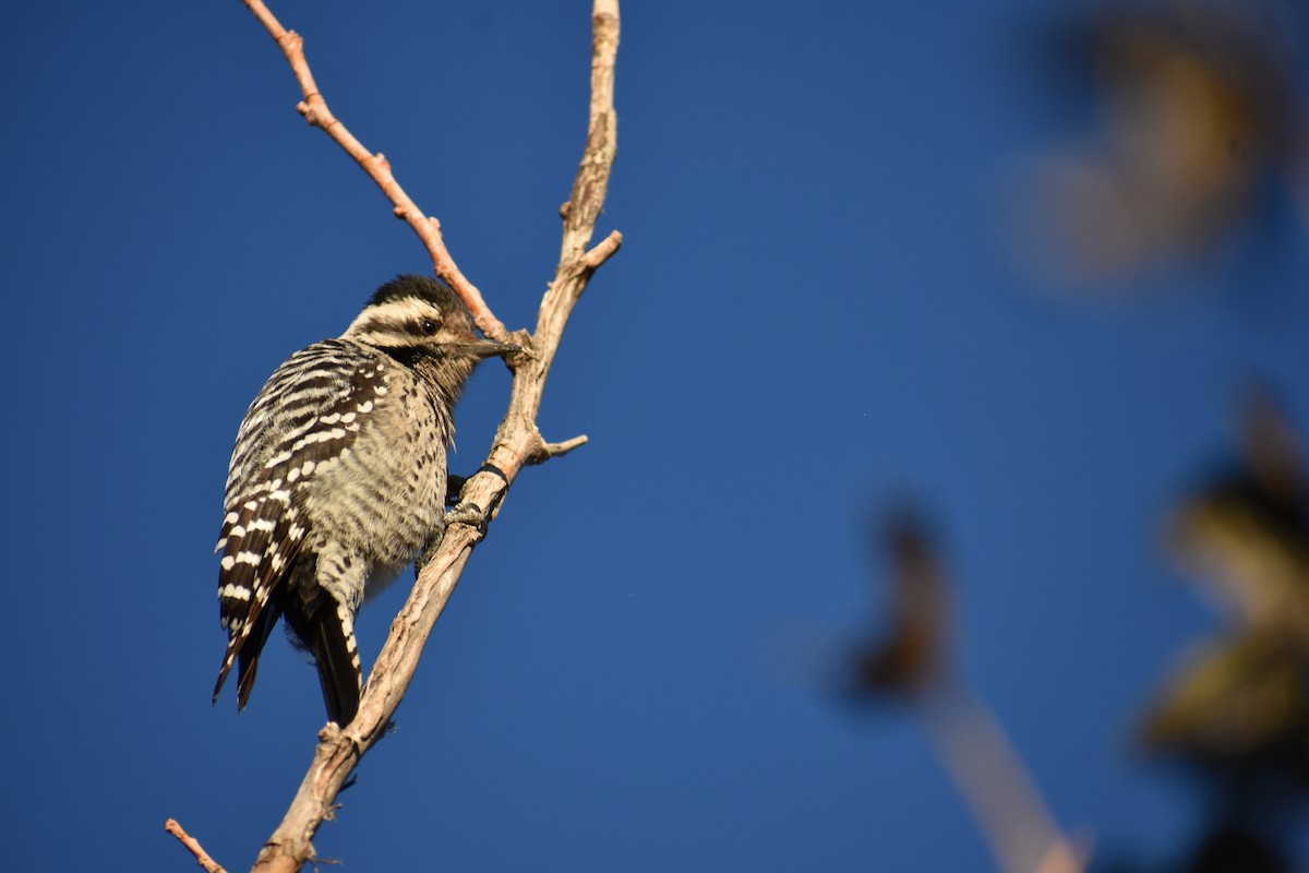 Ladder-backed Woodpecker - ML275496611