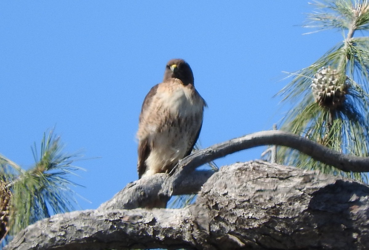 Red-tailed Hawk - Nina Jones